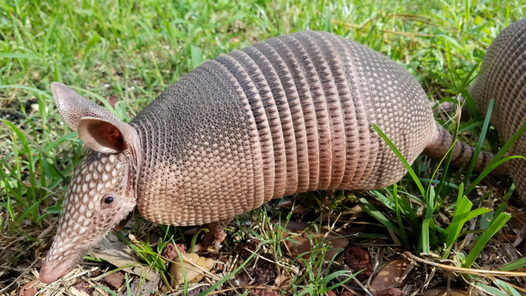 Life Cycle:Armadillo - infohub.press