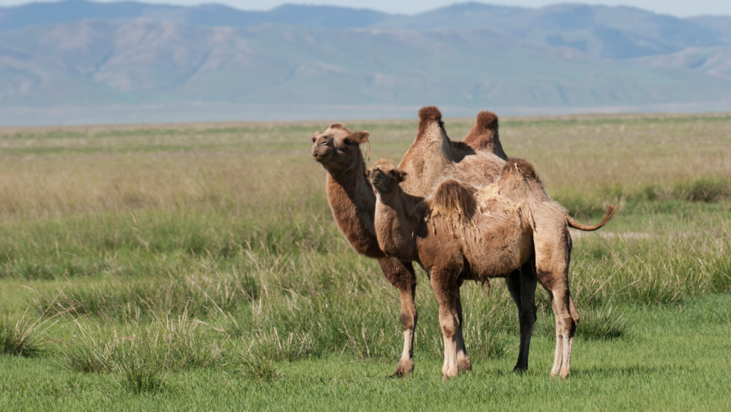 Life Cycle:Bactrian camel - infohub.press