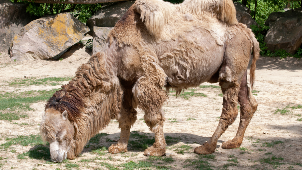 Life Cycle:Bactrian camel - infohub.press